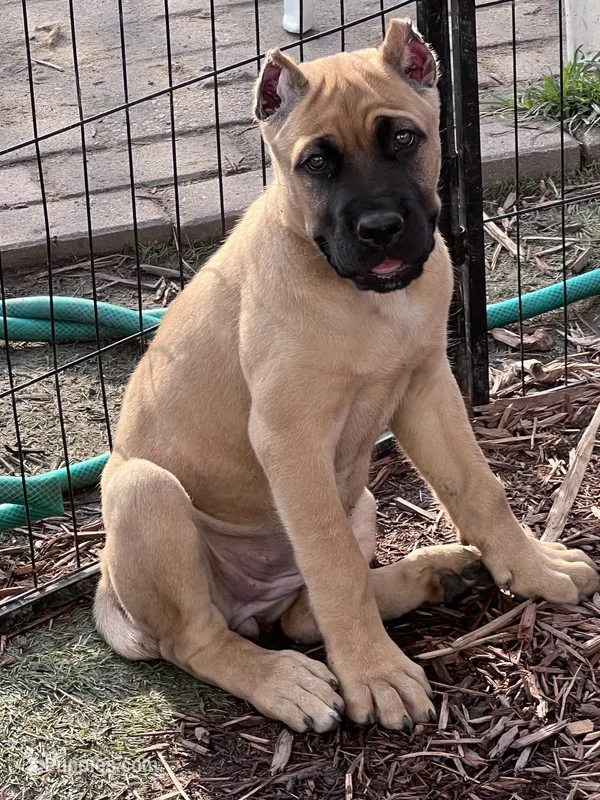 Primrose – Cane Corso puppy for sale in Saint Louis, MO