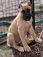 Primrose, a female Cane Corso for sale in Saint Louis, MO – 1 of 4