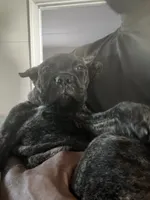 Precious, a female Cane Corso for sale in Saint Louis, MO – 1 of 5
