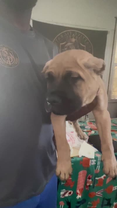 Primrose, a female Cane Corso for sale in Saint Louis, MO – 4 of 4