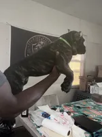 Phoebe (Green Collar), a female Cane Corso for sale in Saint Louis, MO – 7 of 9