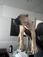 Primrose, a female Cane Corso for sale in Saint Louis, MO – 2 of 4