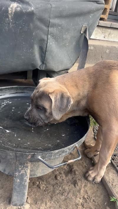 Pebbles, a female Cane Corso for sale in Saint Louis, MO – 4 of 5