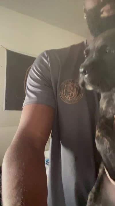 Phoebe (Green Collar), a female Cane Corso for sale in Saint Louis, MO – 9 of 9