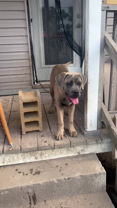 Pebbles, a female Cane Corso for sale in Saint Louis, MO – 5 of 5