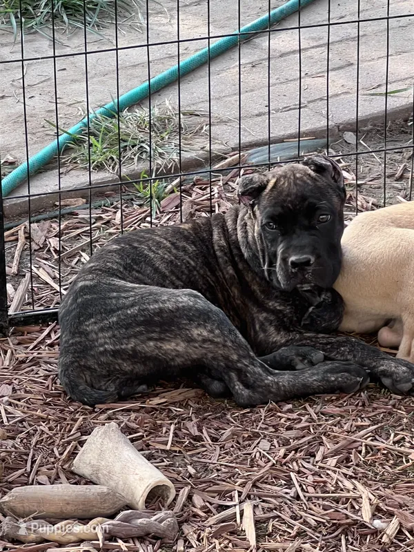 Phoebe (Green Collar) – Cane Corso puppy for sale in Saint Louis, MO