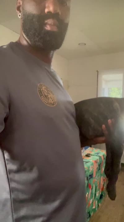 Precious, a female Cane Corso for sale in Saint Louis, MO – 5 of 5