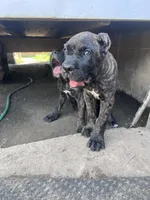 Phoebe (Green Collar), a female Cane Corso for sale in Saint Louis, MO – 5 of 9