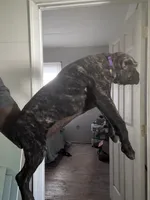 Precious, a female Cane Corso for sale in Saint Louis, MO – 2 of 5