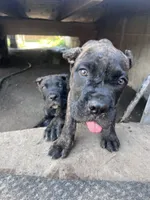 Phoebe (Green Collar), a female Cane Corso for sale in Saint Louis, MO – 6 of 9