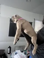 Primrose, a female Cane Corso for sale in Saint Louis, MO – 3 of 4