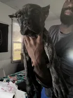 Precious, a female Cane Corso for sale in Saint Louis, MO – 3 of 5