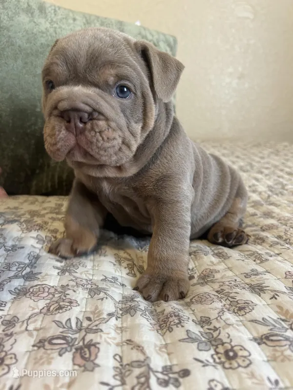 Kiloo Jr, a male English Bulldog for sale in Mount Pleasant, TX – Photo 1 of 1