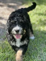 Annie , a female Bernedoodle for sale in La Vernia, TX – Photo 1 of 4