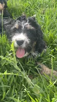 Annie , a female Bernedoodle for sale in La Vernia, TX – Photo 2 of 4