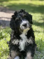 Annie , a female Bernedoodle for sale in La Vernia, TX – Photo 4 of 4