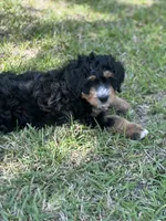 Oakley , a male Bernedoodle for sale in La Vernia, TX – Photo 3 of 4