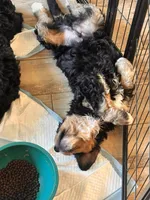 Oakley , a male Bernedoodle for sale in La Vernia, TX – Photo 2 of 4