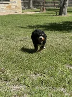 Oakley , a male Bernedoodle for sale in La Vernia, TX – Photo 4 of 4