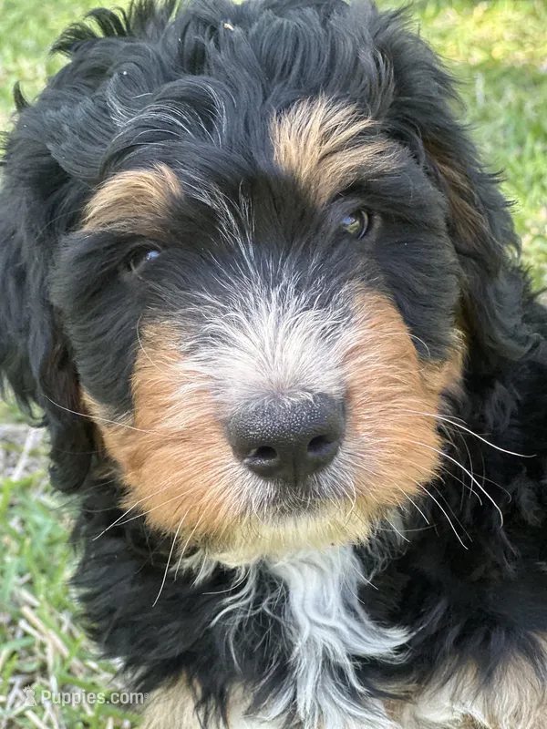 Oakley  – Bernedoodle puppy for sale in La Vernia, TX