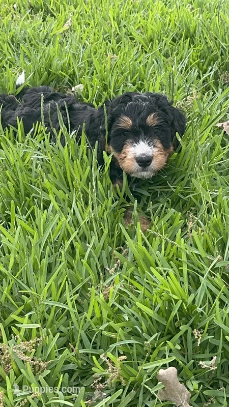 Oakley  – Bernedoodle puppy for sale in La Vernia, TX