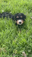 Oakley , a male Bernedoodle for sale in La Vernia, TX – Photo 1 of 4