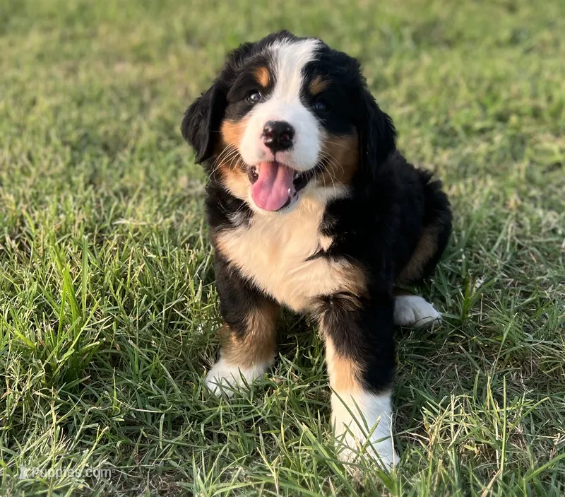 Female1 – Bernese Mountain Dog puppy for sale in Haskell, OK