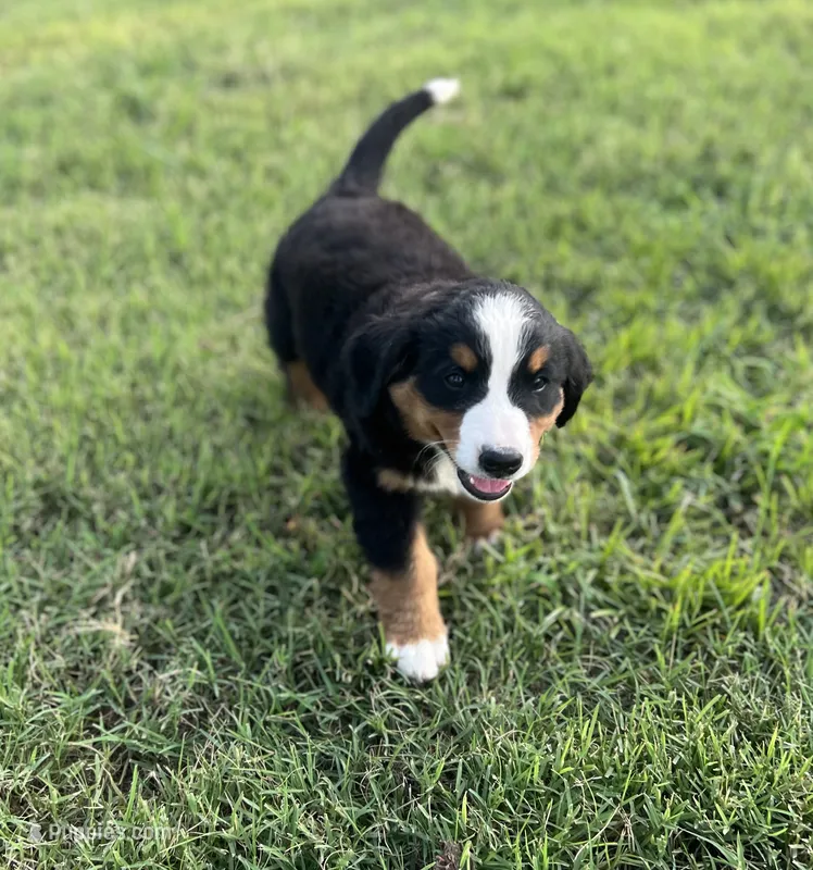 Female 3 – Bernese Mountain Dog puppy for sale in Haskell, OK