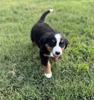 Female 3, a female Bernese Mountain Dog for sale in Haskell, OK – 1 of 3