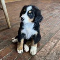 Suzy, a female Bernese Mountain Dog for sale in Haskell, OK – 3 of 6