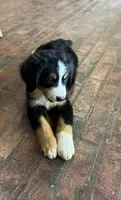 Suzy, a female Bernese Mountain Dog for sale in Haskell, OK – 6 of 6