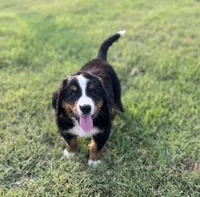Female 2, a female Bernese Mountain Dog for sale in Haskell, OK – 2 of 3