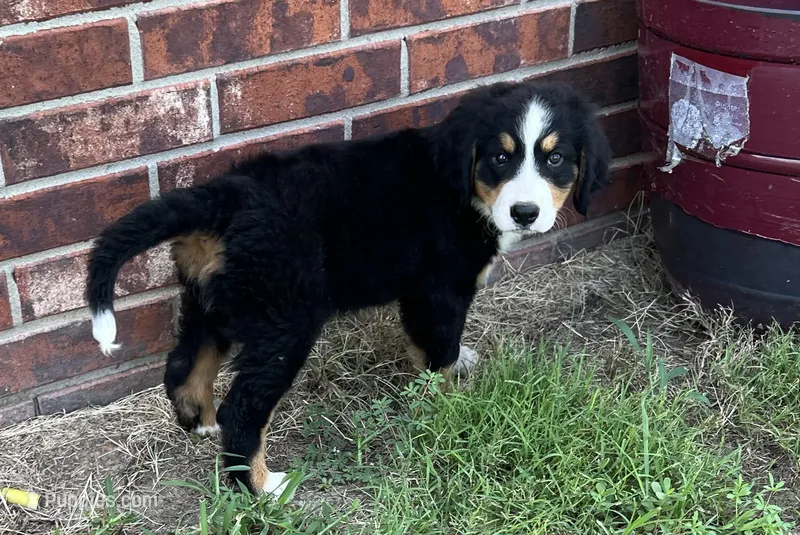 Suzy – Bernese Mountain Dog puppy for sale in Haskell, OK