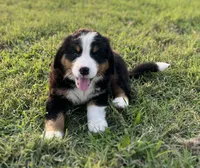 Female1, a female Bernese Mountain Dog for sale in Haskell, OK – 2 of 3