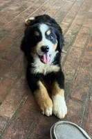 Suzy, a female Bernese Mountain Dog for sale in Haskell, OK – 4 of 6