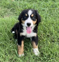 Suzy, a female Bernese Mountain Dog for sale in Haskell, OK – 2 of 6