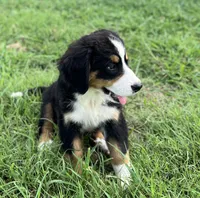 Suzy, a female Bernese Mountain Dog for sale in Haskell, OK – 5 of 6