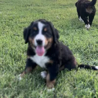 Female 2, a female Bernese Mountain Dog for sale in Haskell, OK – 3 of 3