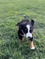 Female 3, a female Bernese Mountain Dog for sale in Haskell, OK – 3 of 3