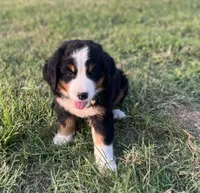 Female1, a female Bernese Mountain Dog for sale in Haskell, OK – 3 of 3