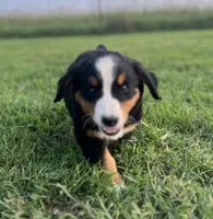 Female 3, a female Bernese Mountain Dog for sale in Haskell, OK – 2 of 3
