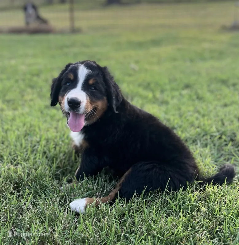 Female 2 – Bernese Mountain Dog puppy for sale in Haskell, OK
