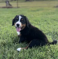 Female 2, a female Bernese Mountain Dog for sale in Haskell, OK – 1 of 3