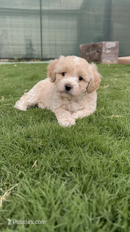 Leo – Maltipoo puppy on hold in Denver, CO