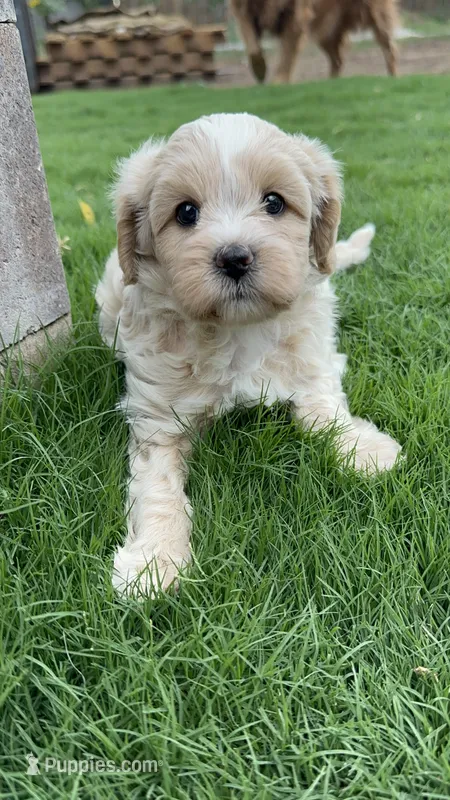 Missy – Maltipoo puppy for sale in Denver, CO