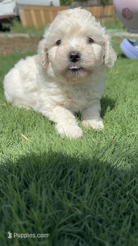 Bear – Maltipoo puppy for sale in Denver, CO