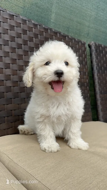 Bear – Maltipoo puppy for sale in Denver, CO