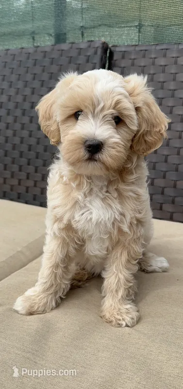 Missy – Maltipoo puppy for sale in Denver, CO