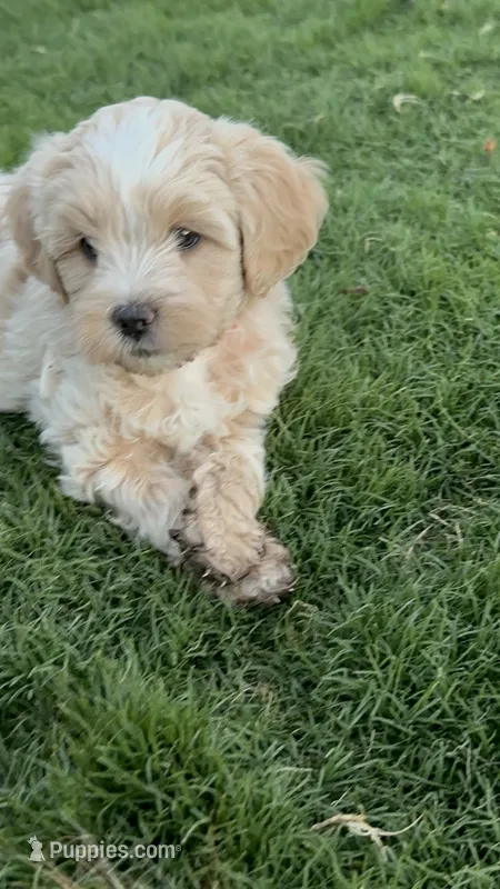 Missy – Maltipoo puppy for sale in Denver, CO