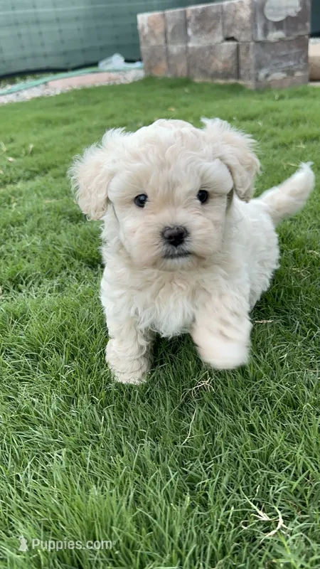 Buddy – Maltipoo puppy on hold in Denver, CO